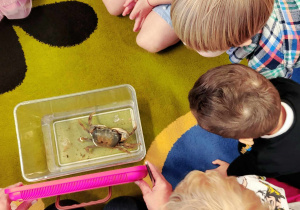 Na zdjęciu widać żółty dywan. Na dywanie w przezroczystym pojemniku siedzi krab. Wokół kraba zgromadzone są dzieci.