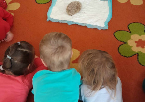 Na zdjęciu widać pomarańczowy dywan w kwiaty. Na dywanie leży biały podkład, na którym siedzi jeż. Przed nim leży troje dzieci.