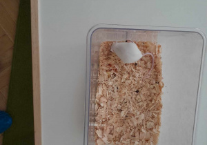 Zdjęcie przedstawiające widok na wnętrze plastikowego pojemnika, wypełnione trocinami. Na trocinach siedzi biała myszka.