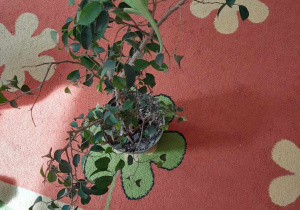 Na zdjęciu widać kolorowy dywan. Na dywanie stoi zielony kwiatek Beniaminek. Na gałęziach widać zielonego kameleona.