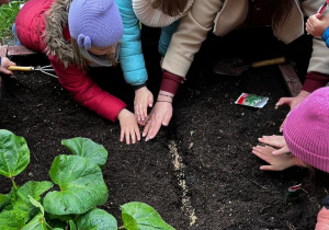 Na zdjęciu widać dzieci, które sadzą nasiona w przygotowanej ziemi.